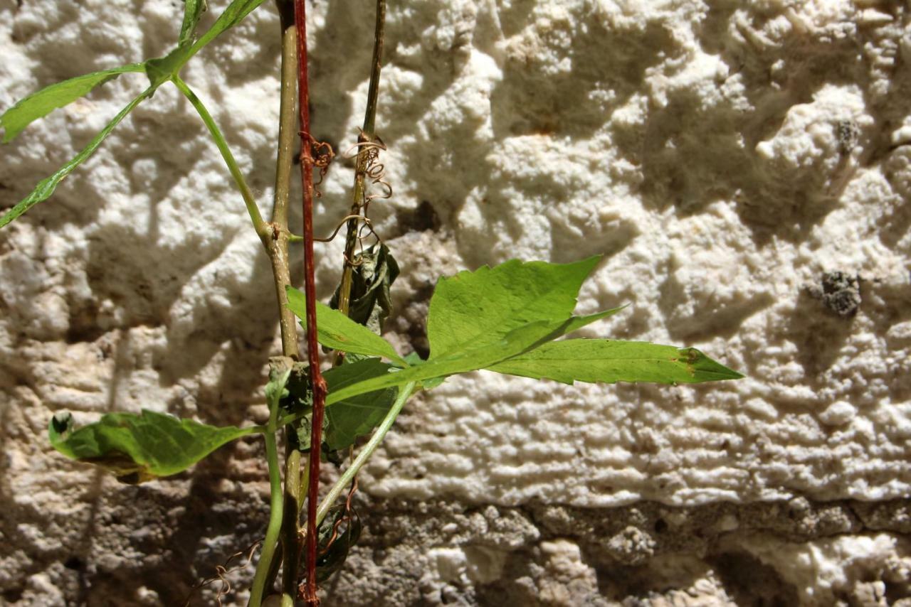 חוואר Street Garden Apartment מראה חיצוני תמונה